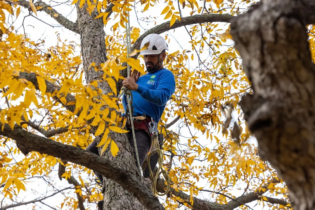 Skilled Tree Planing crew working in Fentress