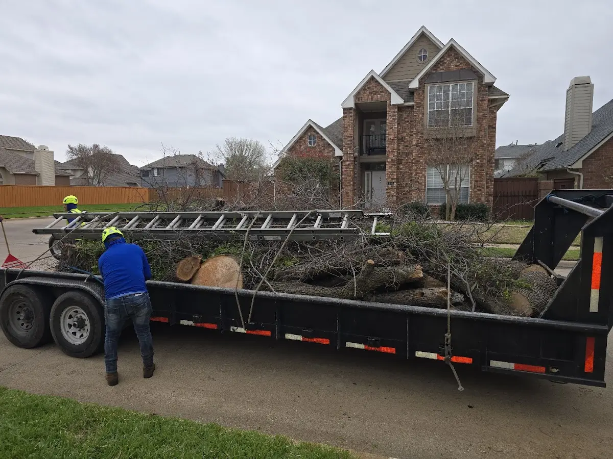 Expert Tree Removal with proper safety equipment in Fentress